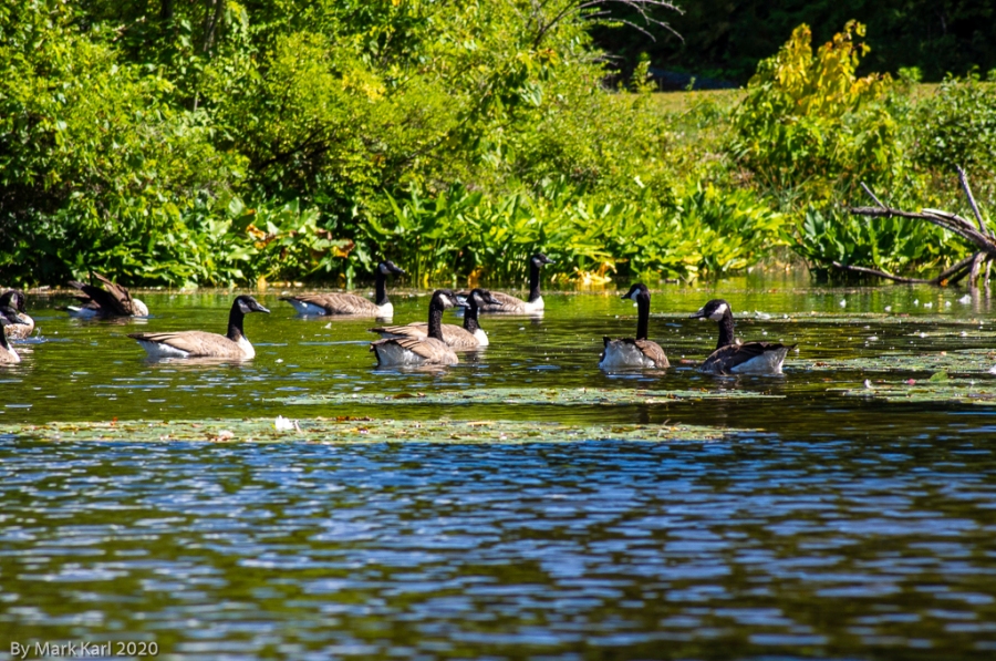 Flock of Canada Geese
